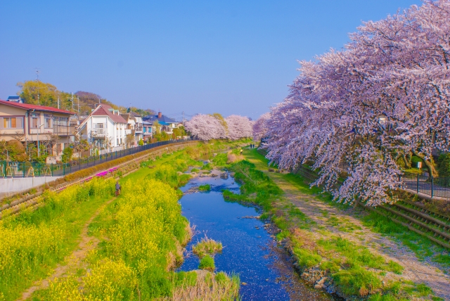 野川の桜